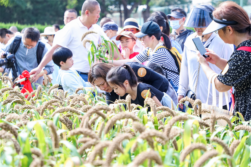 云集多家传统老字号 先农坛秋收体验活动举办