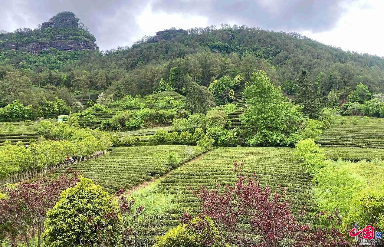何以中国|武夷山茶乡：绿意茶园沁润文化馨香