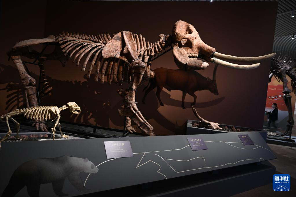 国博举办“东方故乡——中华大地百万年人类史”展