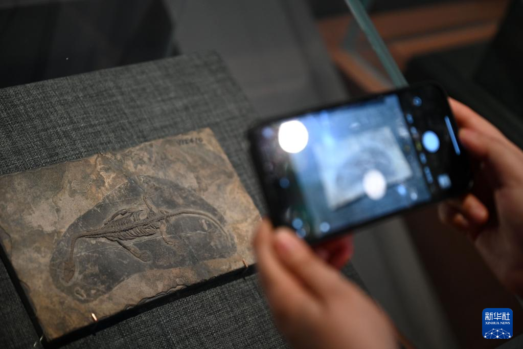 国博举办“东方故乡——中华大地百万年人类史”展