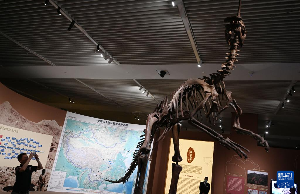 国博举办“东方故乡——中华大地百万年人类史”展