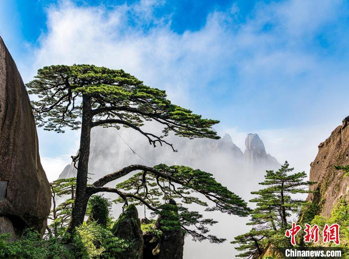 黄山迎客松何以成为中国对外交往的名片？