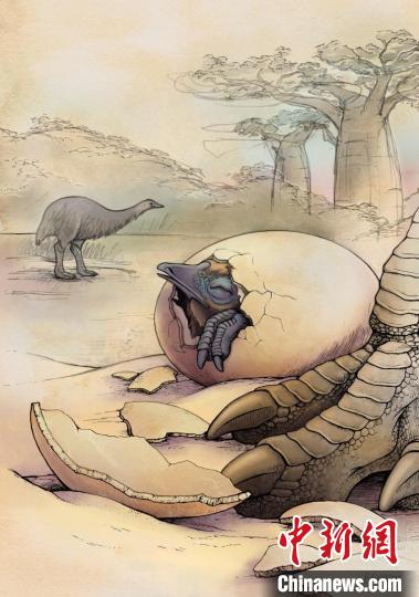 蛋壳化石研究新发现：已灭绝象鸟或有未知谱系