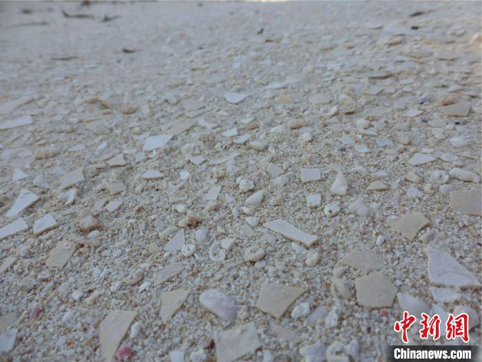 蛋壳化石研究新发现：已灭绝象鸟或有未知谱系