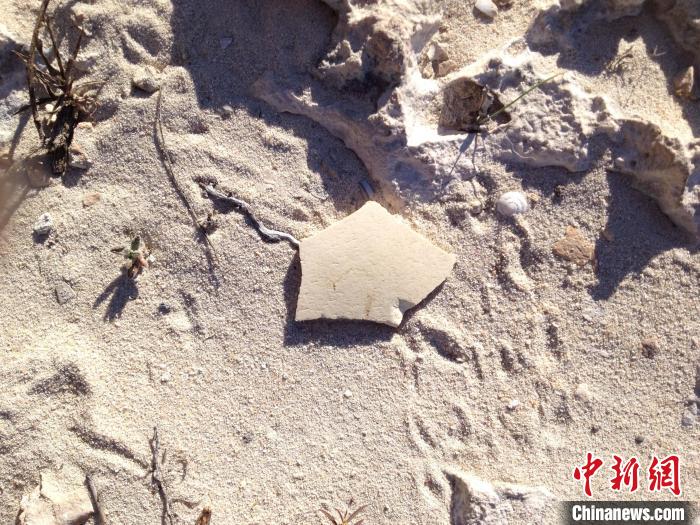 蛋壳化石研究新发现：已灭绝象鸟或有未知谱系