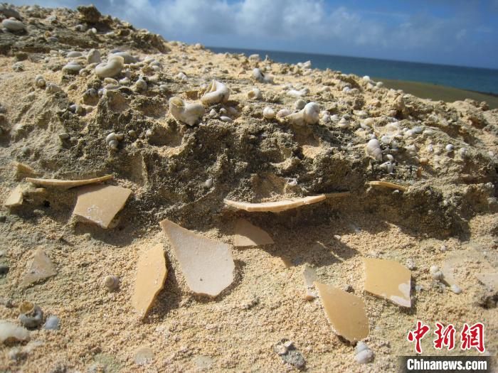 蛋壳化石研究新发现：已灭绝象鸟或有未知谱系