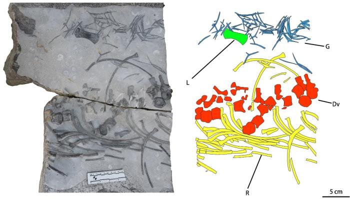 中国研究团队在广西首次发现约2.5亿年前大型鱼龙化石