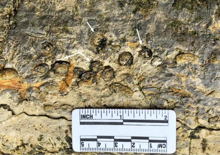 中国研究团队在广西首次发现约2.5亿年前大型鱼龙化石