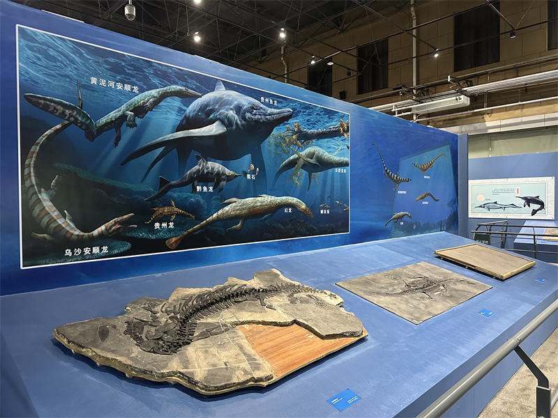 国家自然博物馆新展开幕 50件鱼龙化石标本亮相