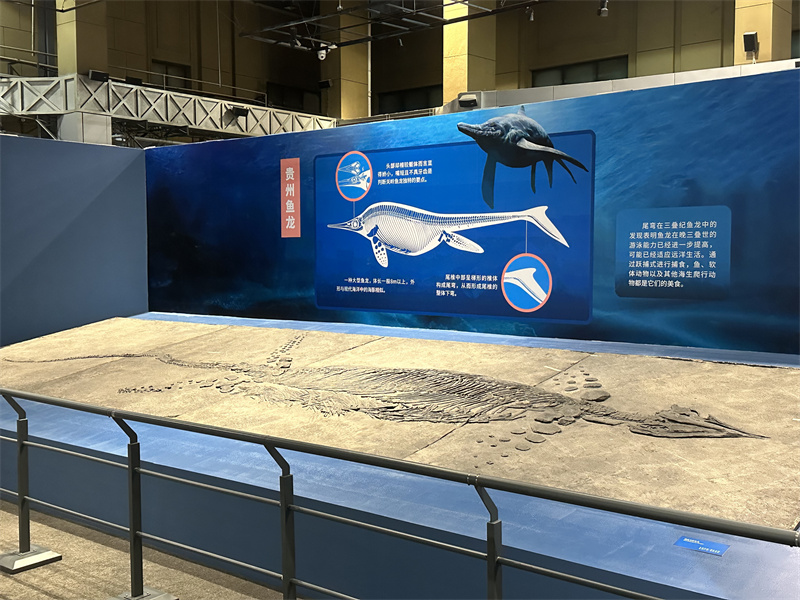 国家自然博物馆新展开幕 50件鱼龙化石标本亮相