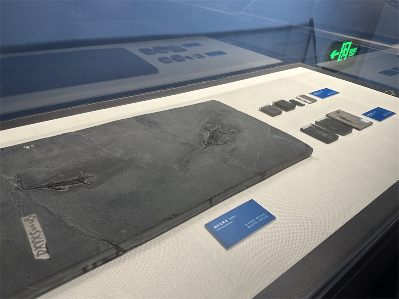 国家自然博物馆新展开幕 50件鱼龙化石标本亮相