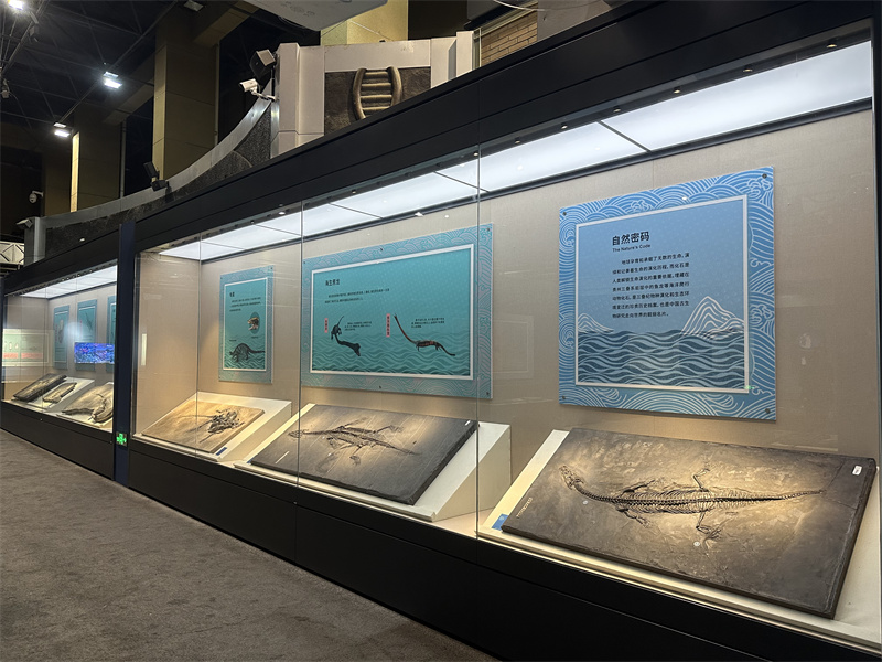 国家自然博物馆新展开幕 50件鱼龙化石标本亮相