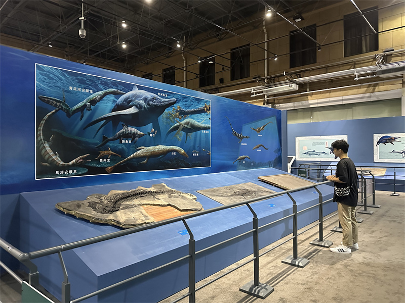 国家自然博物馆新展开幕 50件鱼龙化石标本亮相