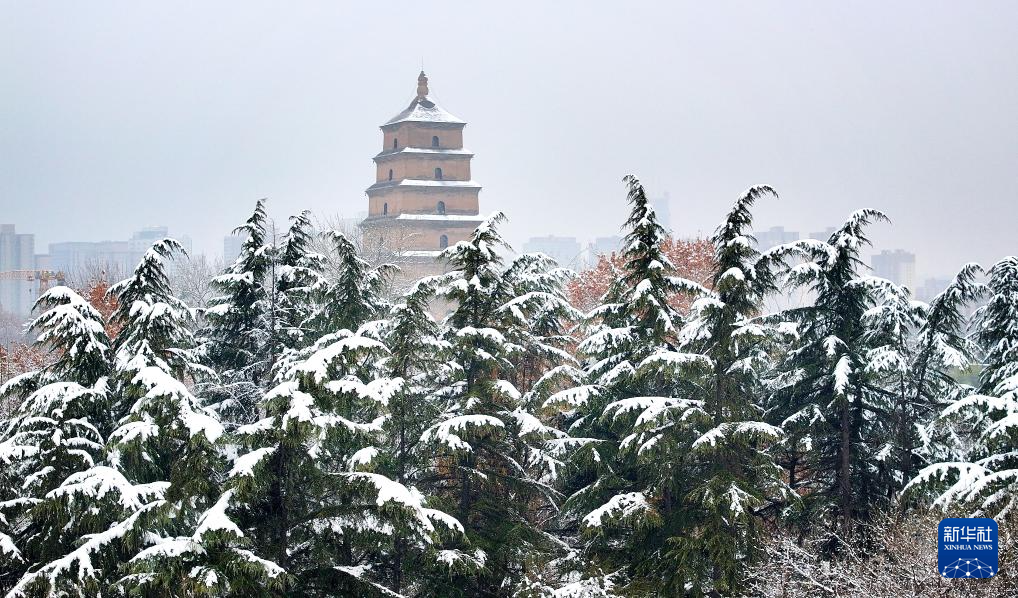 西安：大雁塔下千树白