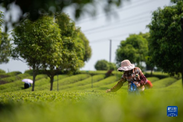 春意正浓茶飘香 不负春光采制忙
