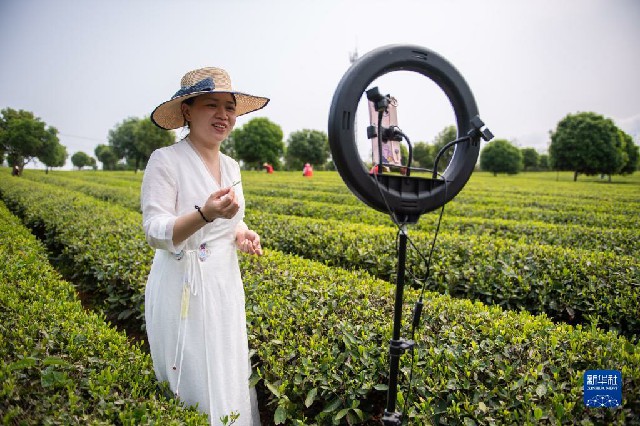 春意正浓茶飘香 不负春光采制忙