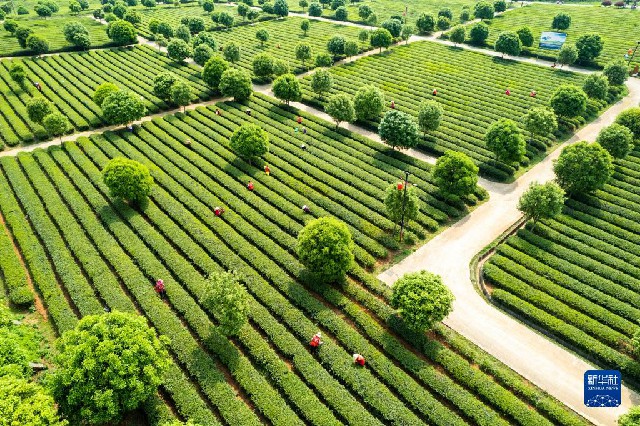 春意正浓茶飘香 不负春光采制忙