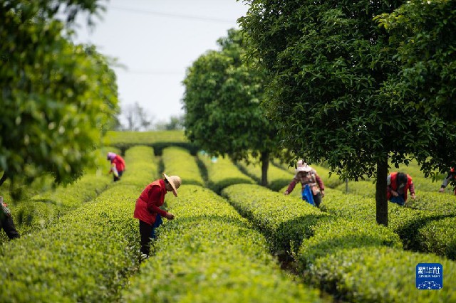 春意正浓茶飘香 不负春光采制忙