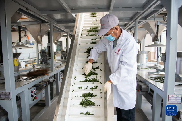 春意正浓茶飘香 不负春光采制忙