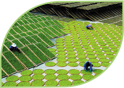 农业文化遗产系统呈现中国茶发展演变的完整风貌