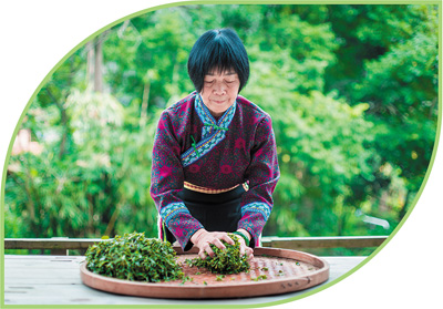 农业文化遗产系统呈现中国茶发展演变的完整风貌