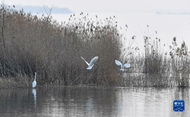 山东东平湖：修复生态环境 打造鸟类乐园