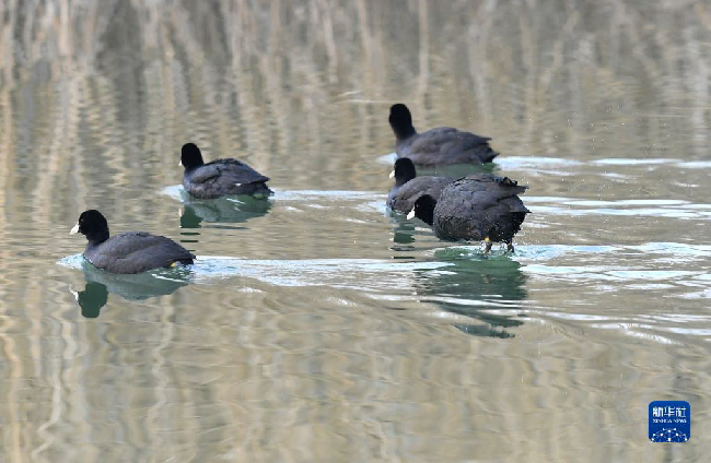 山东东平湖：修复生态环境 打造鸟类乐园