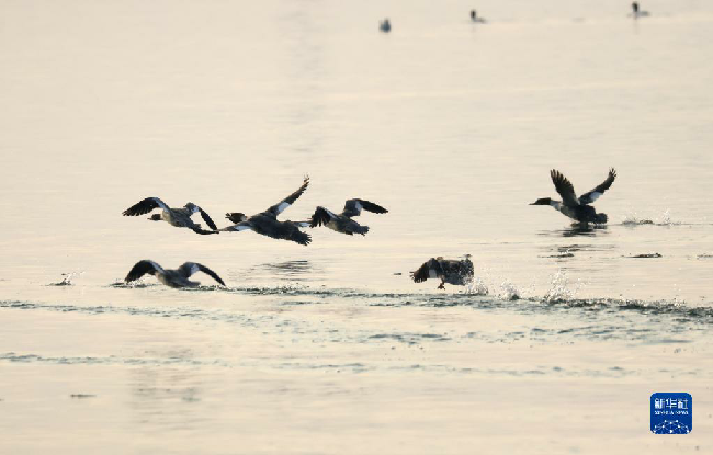 山东东平湖：修复生态环境 打造鸟类乐园