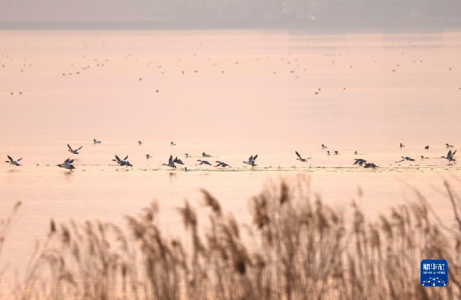 山东东平湖：修复生态环境 打造鸟类乐园