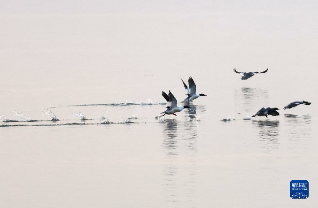山东东平湖：修复生态环境 打造鸟类乐园