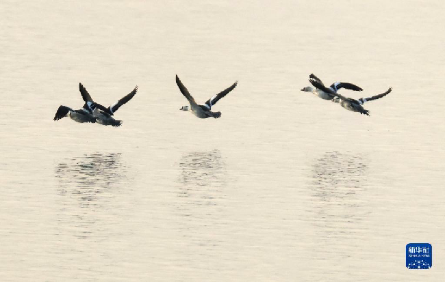 山东东平湖：修复生态环境 打造鸟类乐园