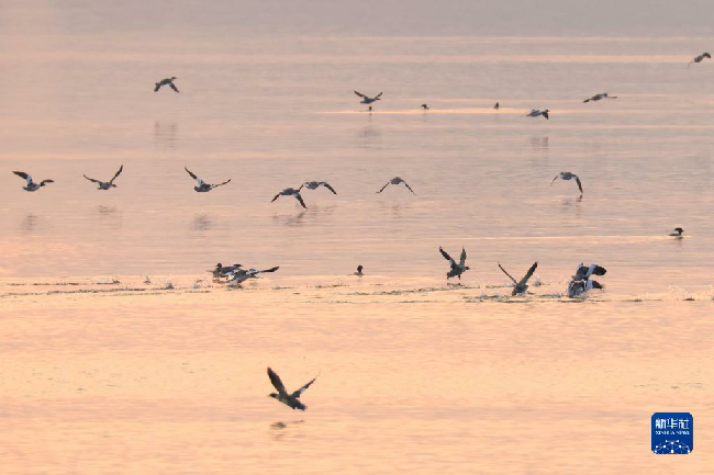 山东东平湖：修复生态环境 打造鸟类乐园