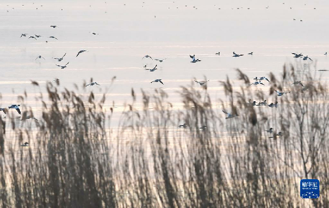 山东东平湖：修复生态环境 打造鸟类乐园