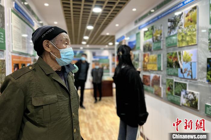 中国首个珙桐历史博物馆开馆