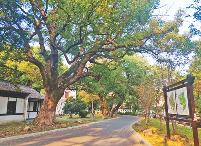 白马湖畔觅“春晖”