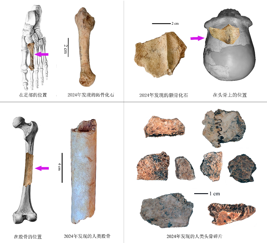 华龙洞人生活在约30万年前 东亚向智人演化的最早古人类